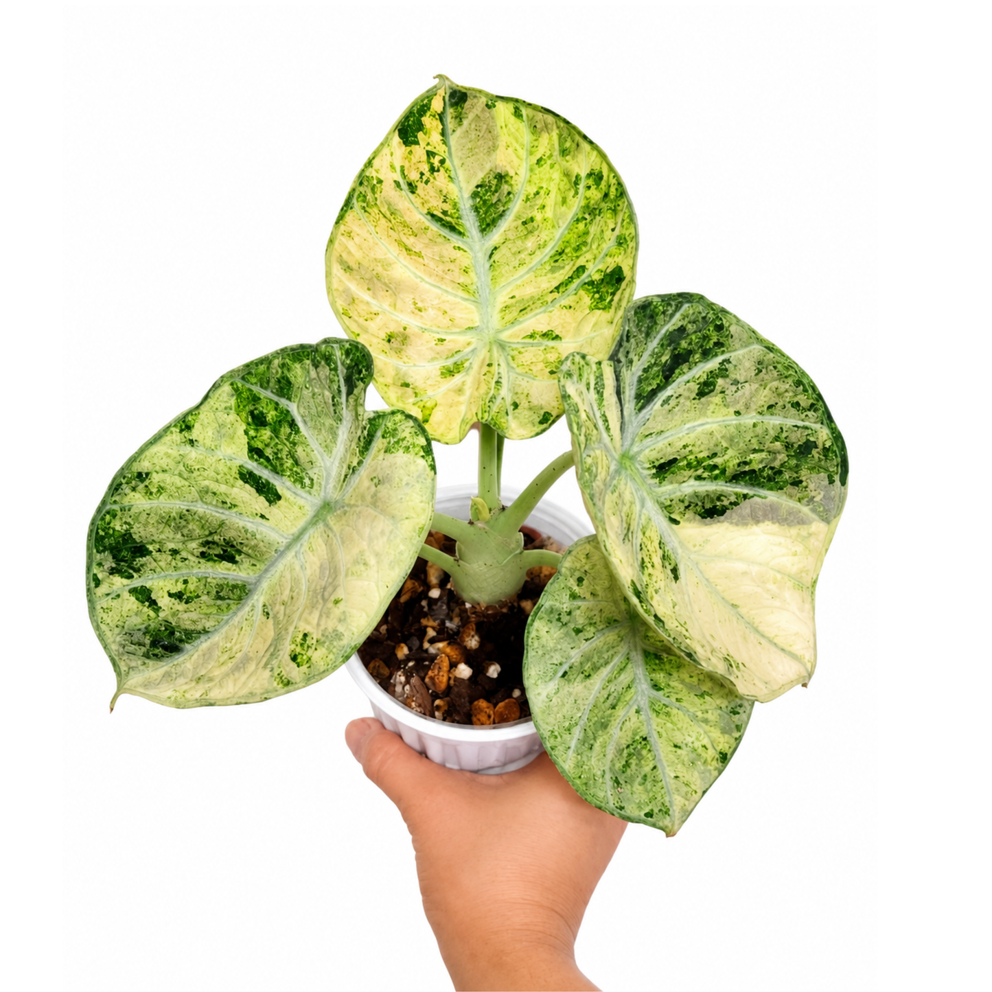 Alocasia Ninja Tricolour Variegated (1plant/bag) - Tissue culture