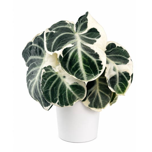 Alocasia Ninja White Lava (1plant/bag) - Tissue culture