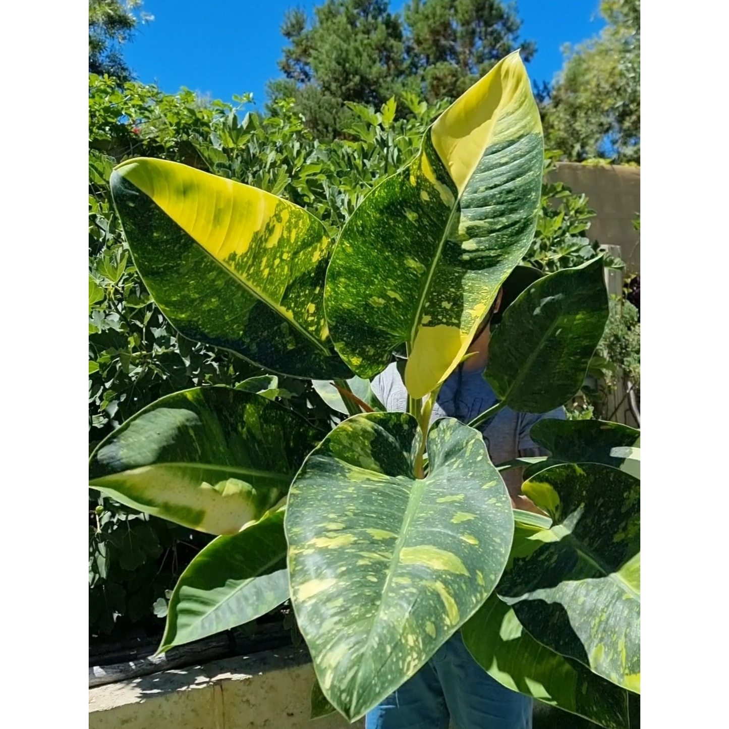 Philodendron Green Congo Nuclear