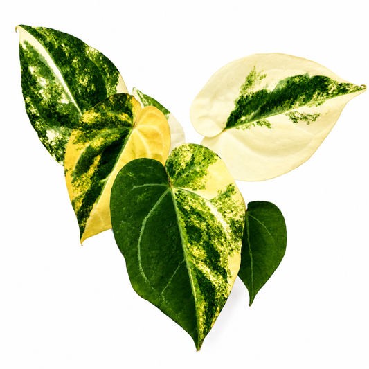 Anthurium papillilaminum x magnificum variegated (1plant/bag) - Tissue culture