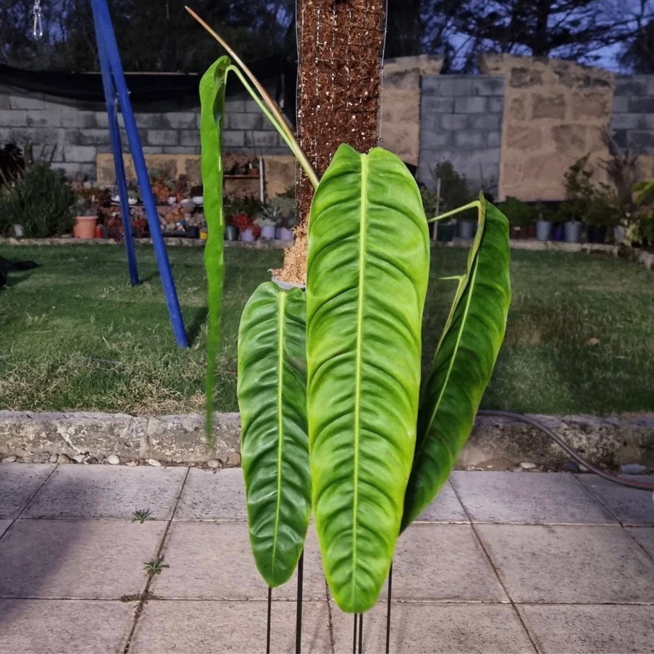 Tissue Culture Kits Flora Magnifica Australia