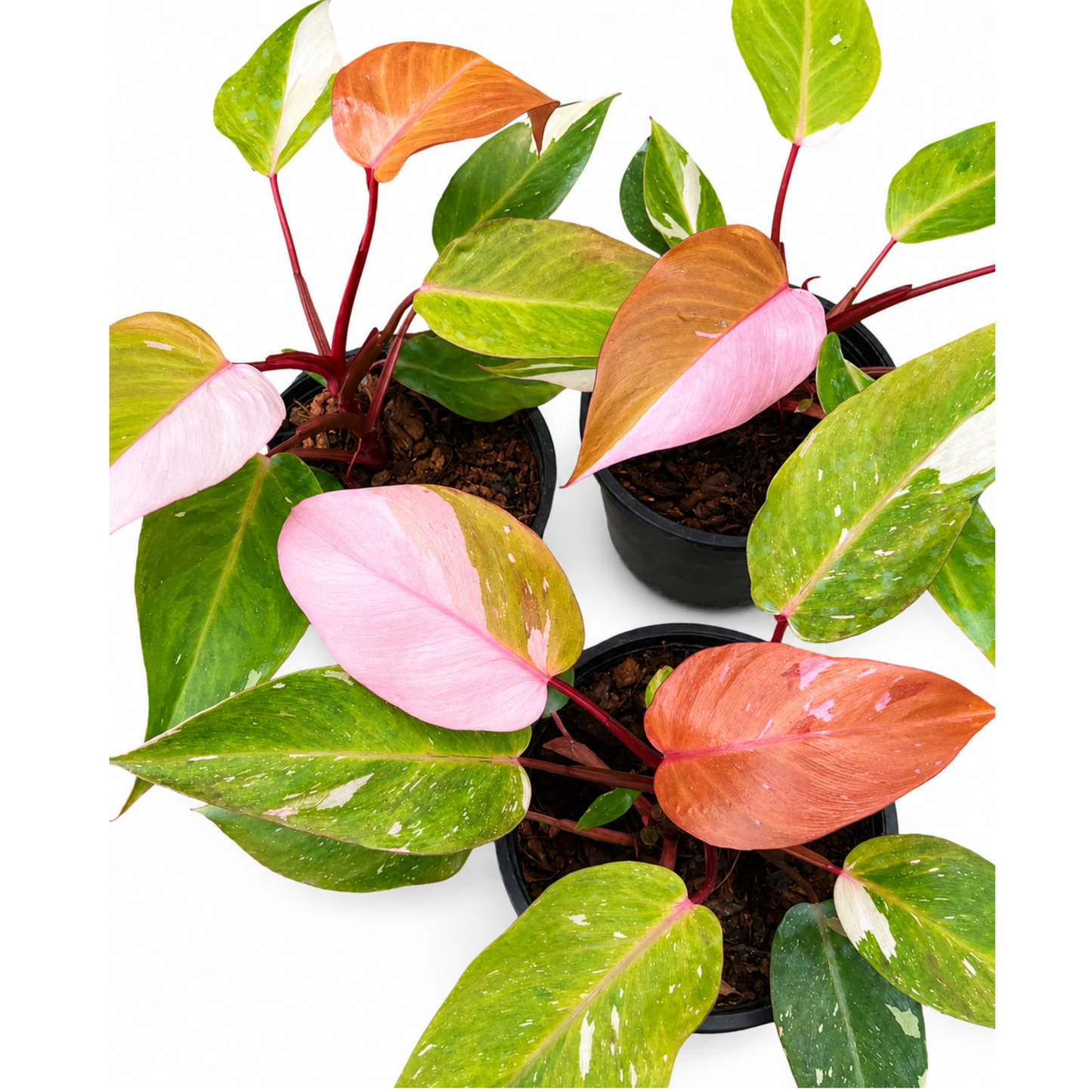 Philodendron Persimmon Princess (1plant/bag) - Tissue culture