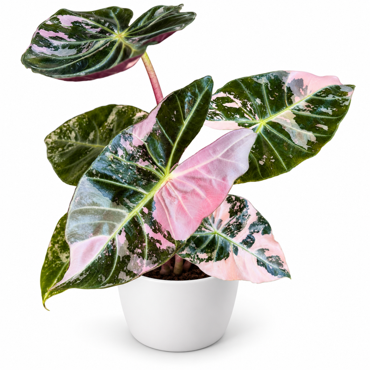 Alocasia Pink Dragon Albo/Pink Variegated (1plant/bag) - Tissue culture