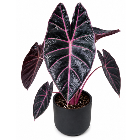 Alocasia Black Satun Pink Vein  (1plant/bag) - Tissue culture