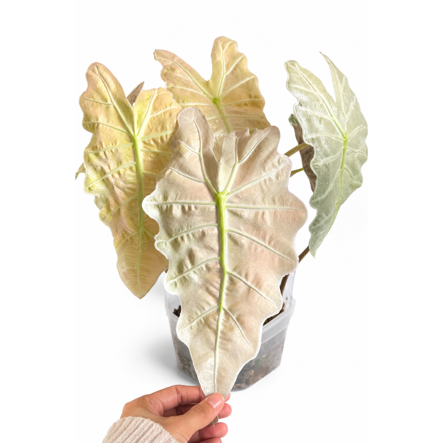 Alocasia Polly Pink Mint (1plant/bag) - Tissue culture