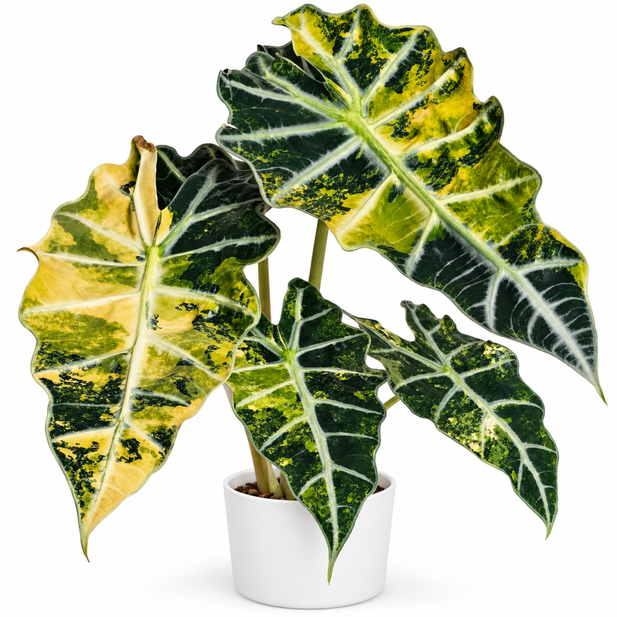Alocasia Polly Aurea Variegated (1plant/bag) - Tissue culture