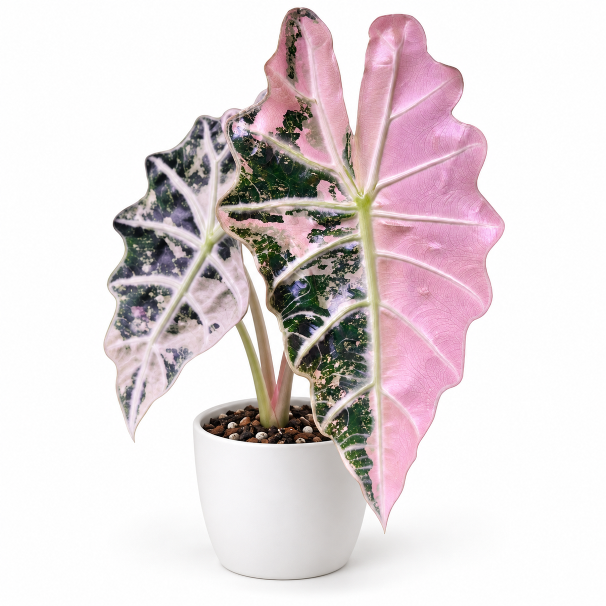 Alocasia Polly Pink Variegated (1plant/bag) - Tissue culture