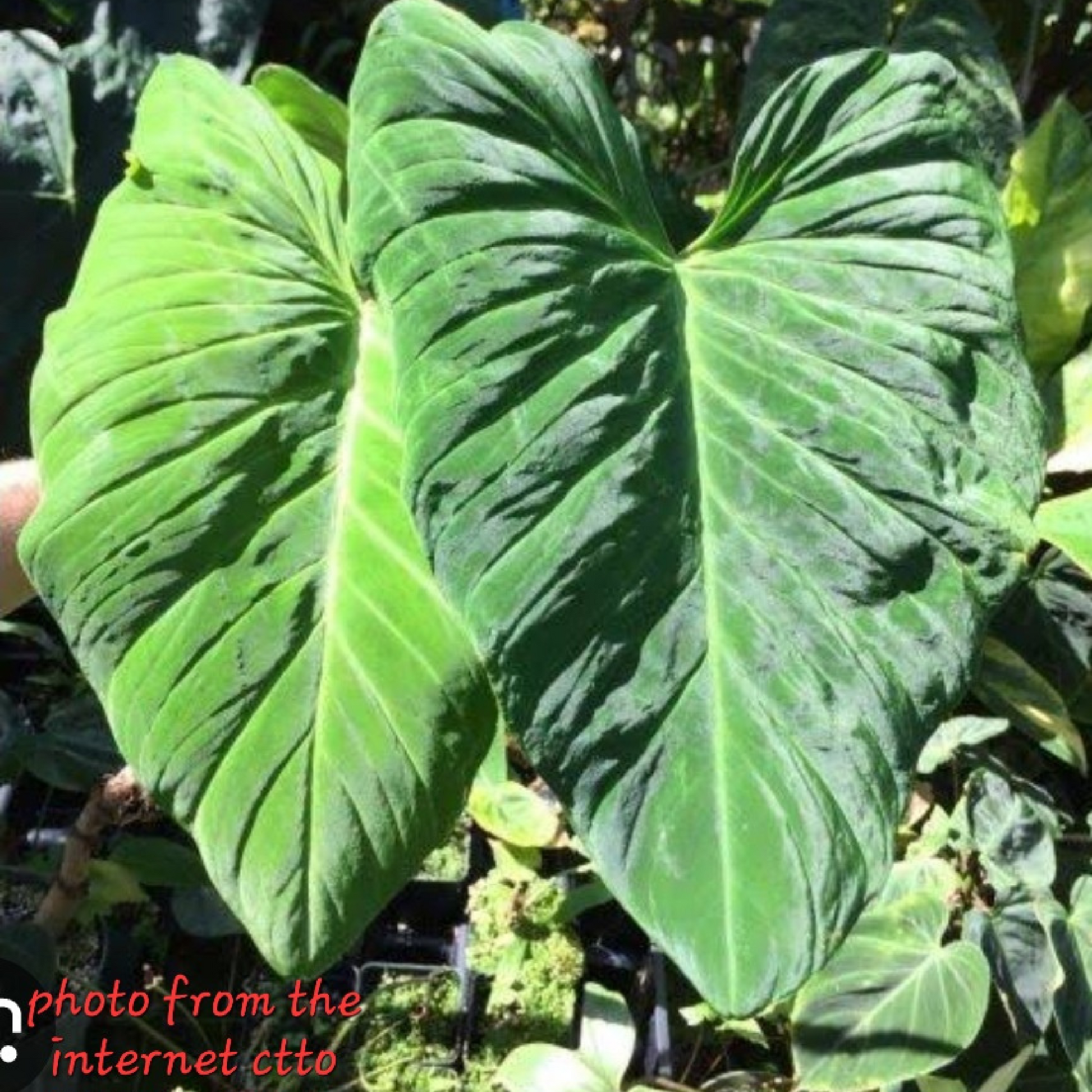 rare Philodendron pseudoverrucosum AKA White Verrucosum for sale in Perth Australia