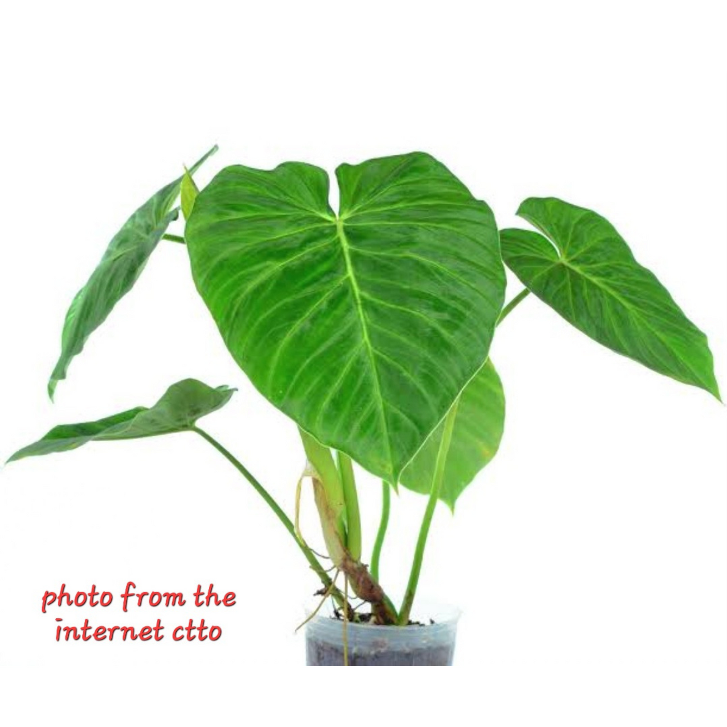 rare Philodendron pseudoverrucosum AKA White Verrucosum for sale in Perth Australia