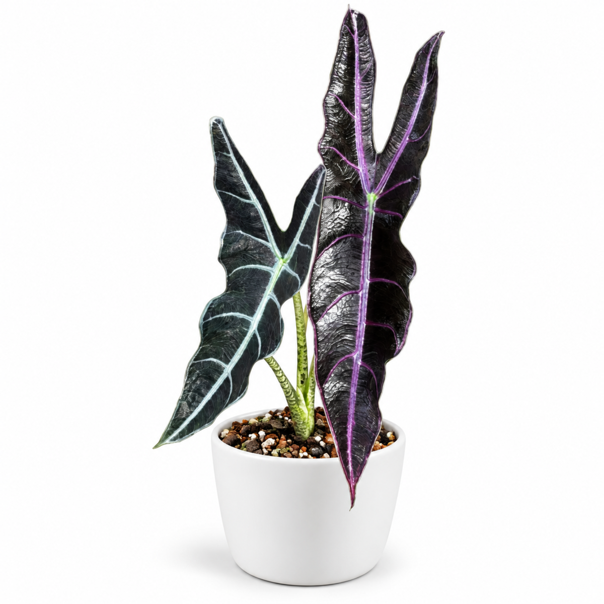 Alocasia longiloba Purple (1plant/bag) - Tissue culture