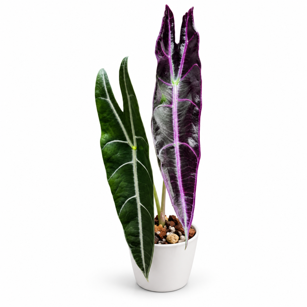 Alocasia longiloba Purple (1plant/bag) - Tissue culture