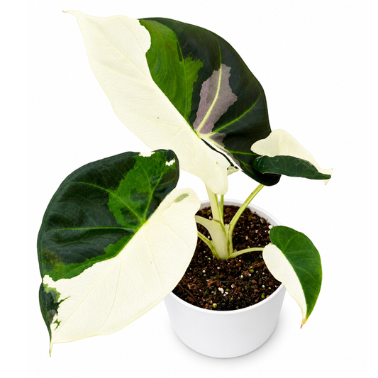 Alocasia Regal Shield Albo Variegated (1plant/bag) - Tissue culture