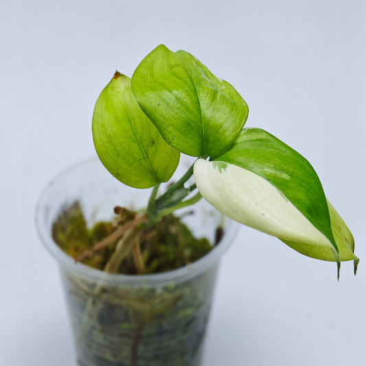 Scindapsus hederaceus Blue albo variegated