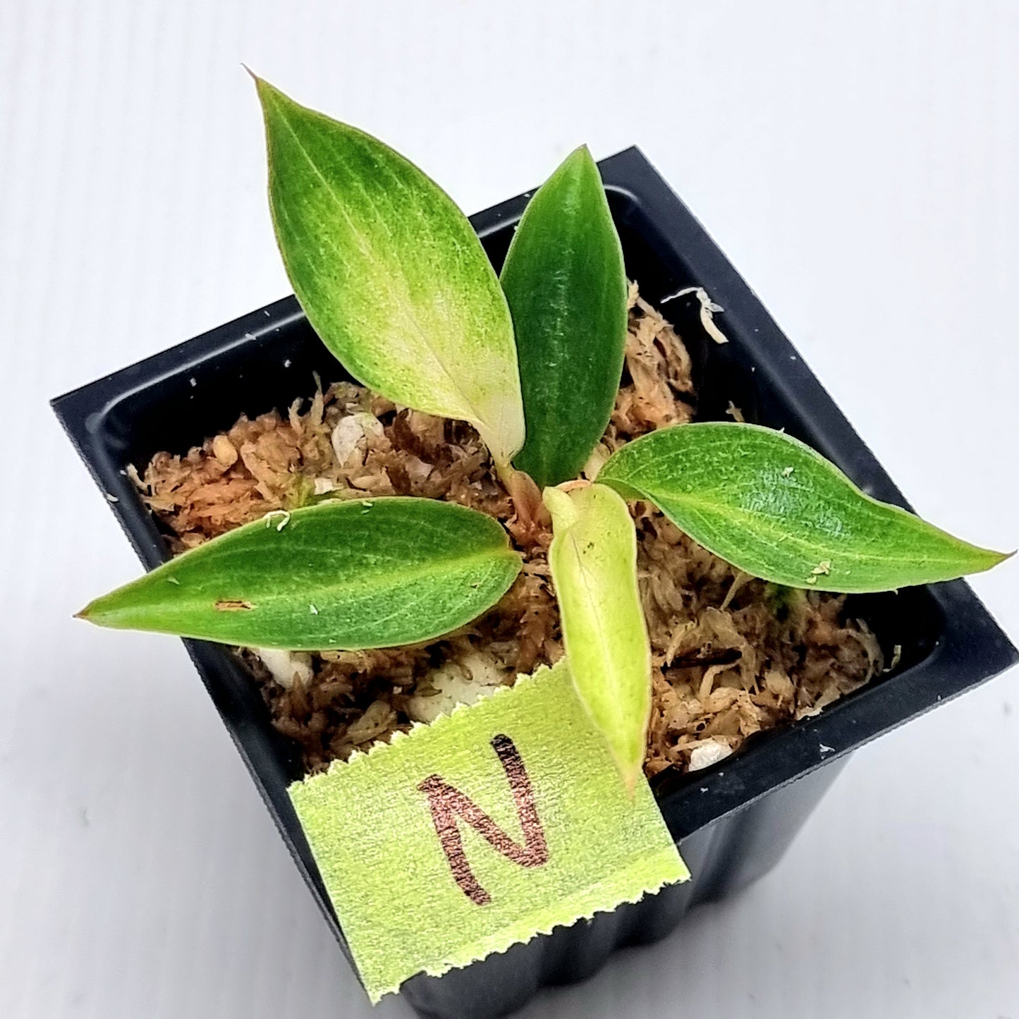 Philodendron Caramel Pink Mint / Strawberry Mint