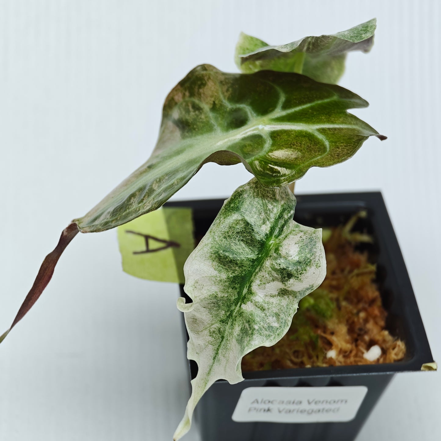 Alocasia Venom Pink Variegated