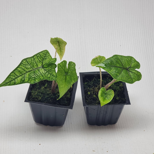 Alocasia Jacklyn Reverted