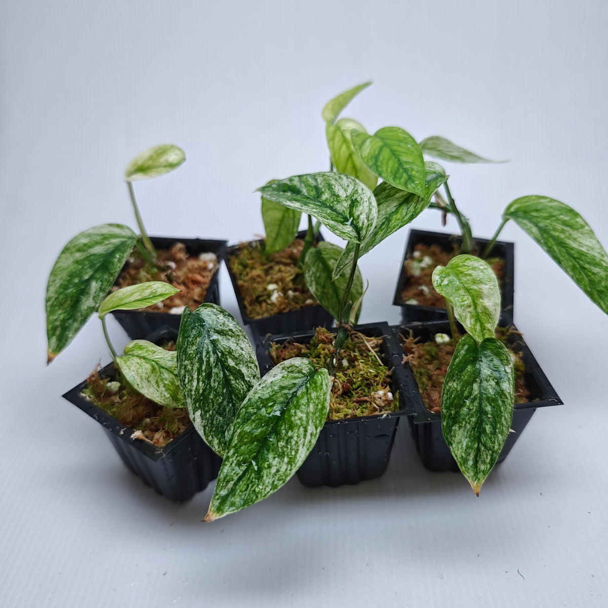 Epipremnum pinnatum Marble sp Bali Hanoman from cuttings