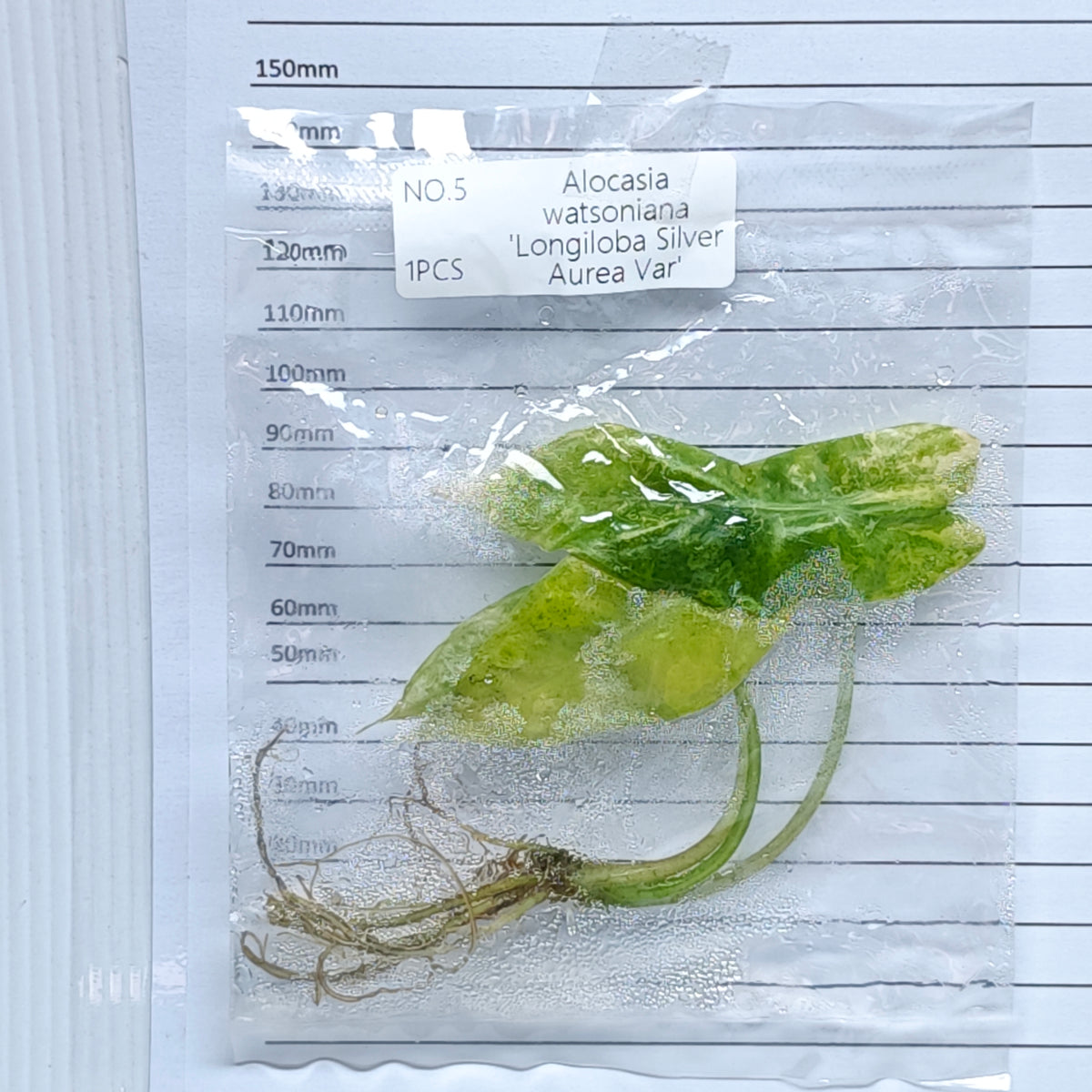 Alocasia longiloba Silver Aurea Variegated (1plant/bag) - Tissue culture