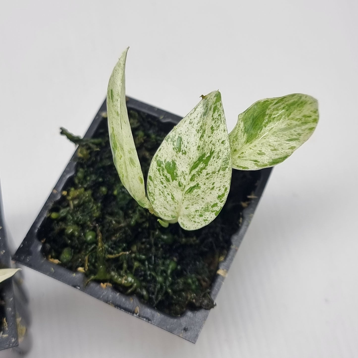 Epipremnum pinnatum 'Marble'