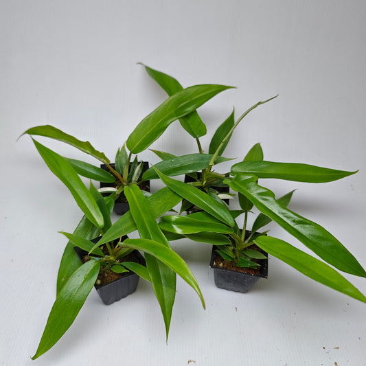 Philodendron Florida Beauty x P. tortum REVERTED