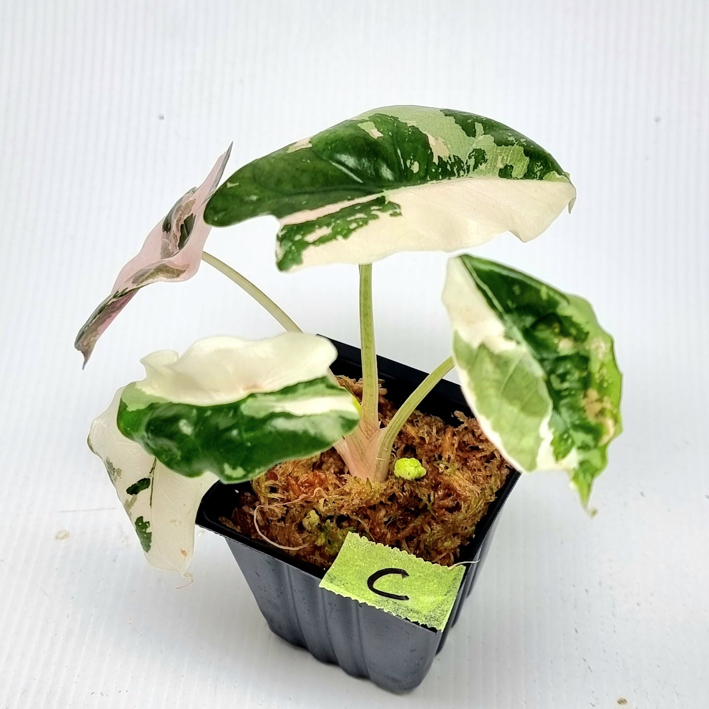 Alocasia Chantrieri Pink Variegated