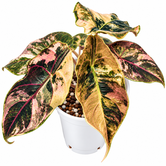 Alocasia 'Azlanii Gold' PRE-ORDER - Tissue culture (1plant/bag)