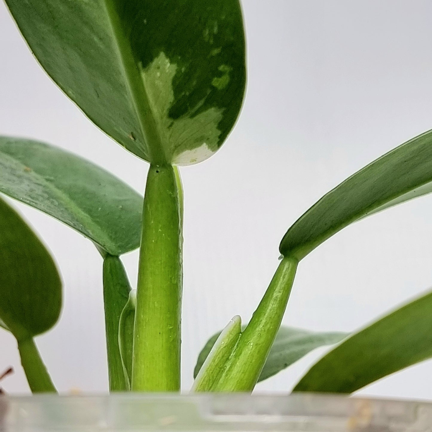 Philodendron Jose Buono x P. martianum