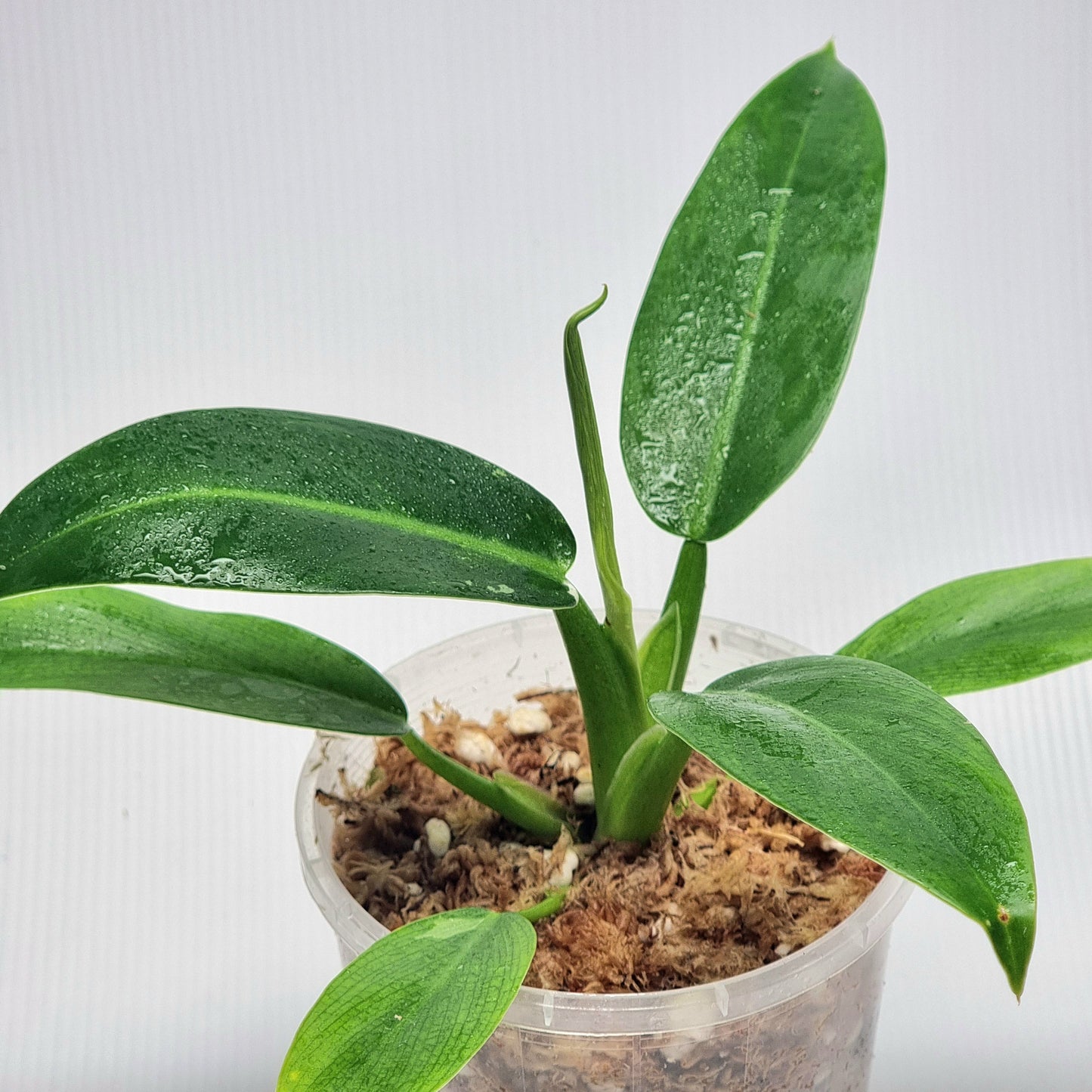 Philodendron Jose Buono x P. martianum