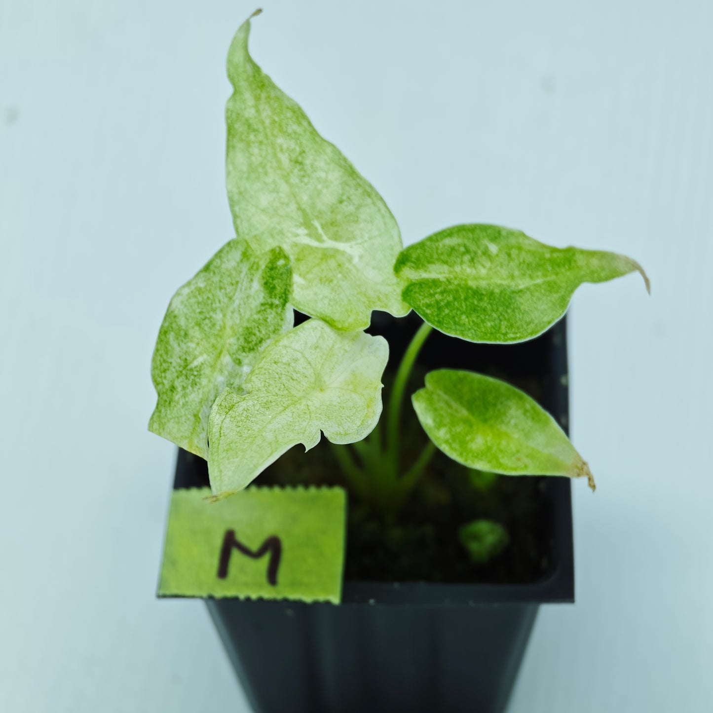 Alocasia Black Satun Stardust