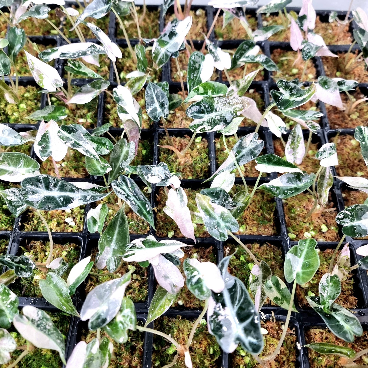 Alocasia Bambino Pink Variegated