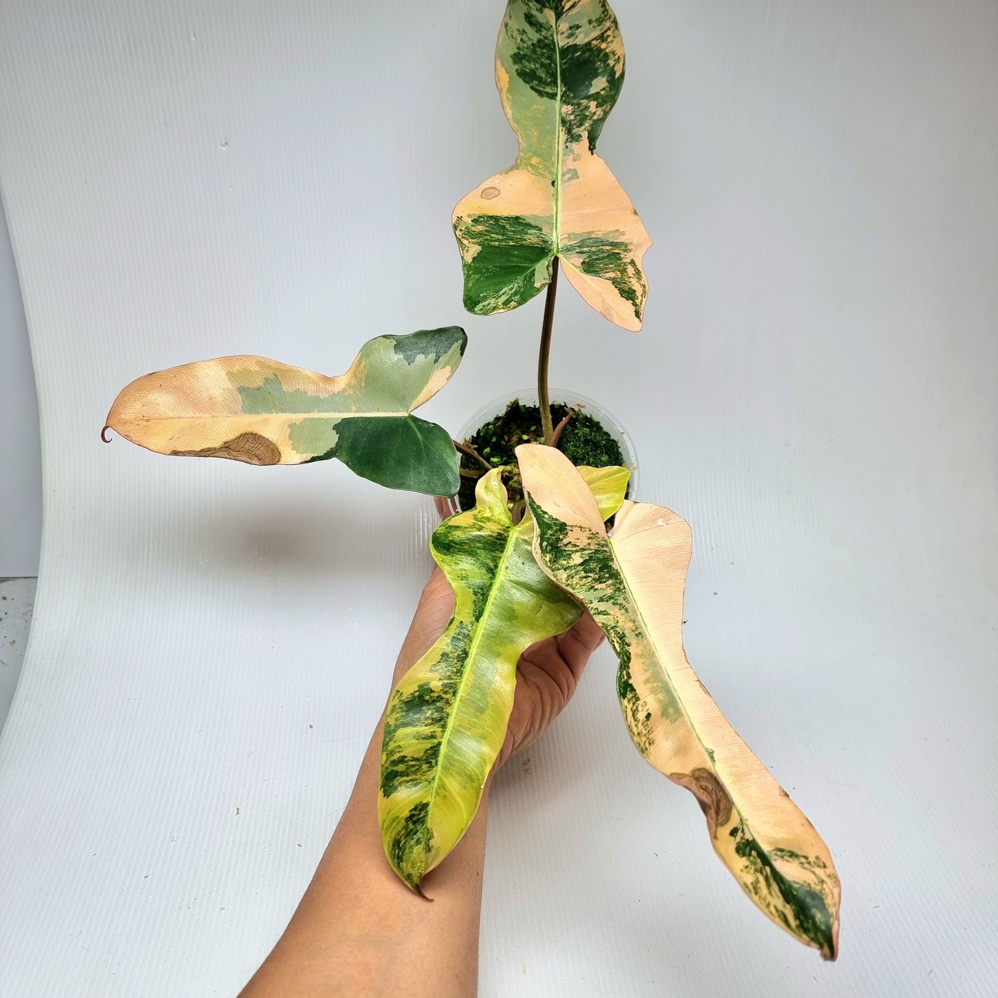 Philodendron Brown Beauty (FB x Black billie) variegated