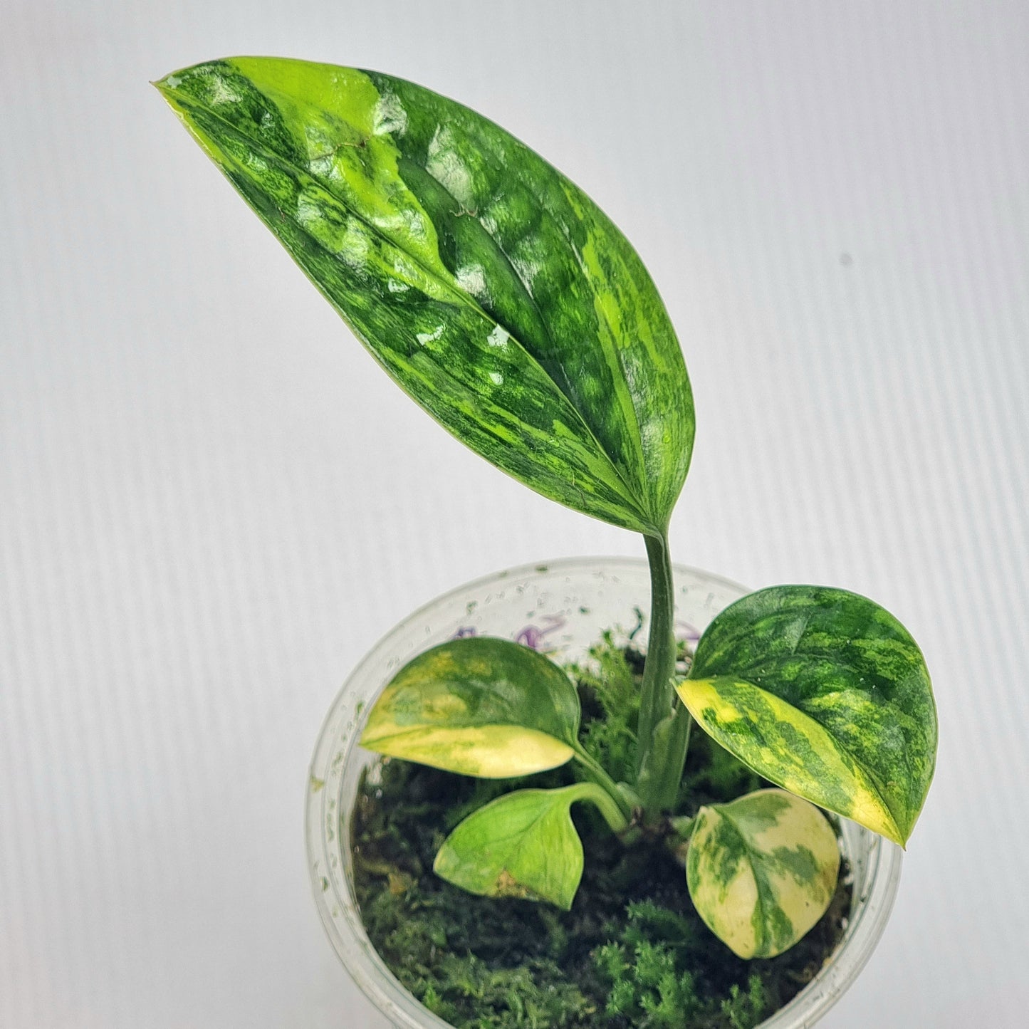 Monstera Peru variegated