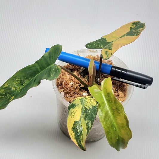 Philodendron Brown Beauty (FB x Black billie)