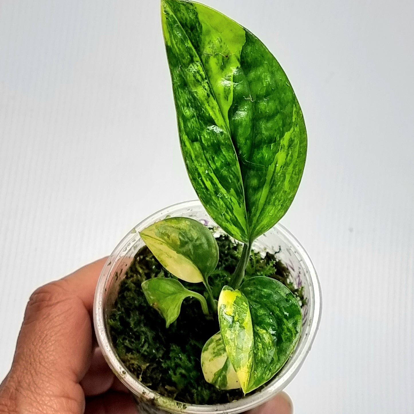 Monstera Peru variegated