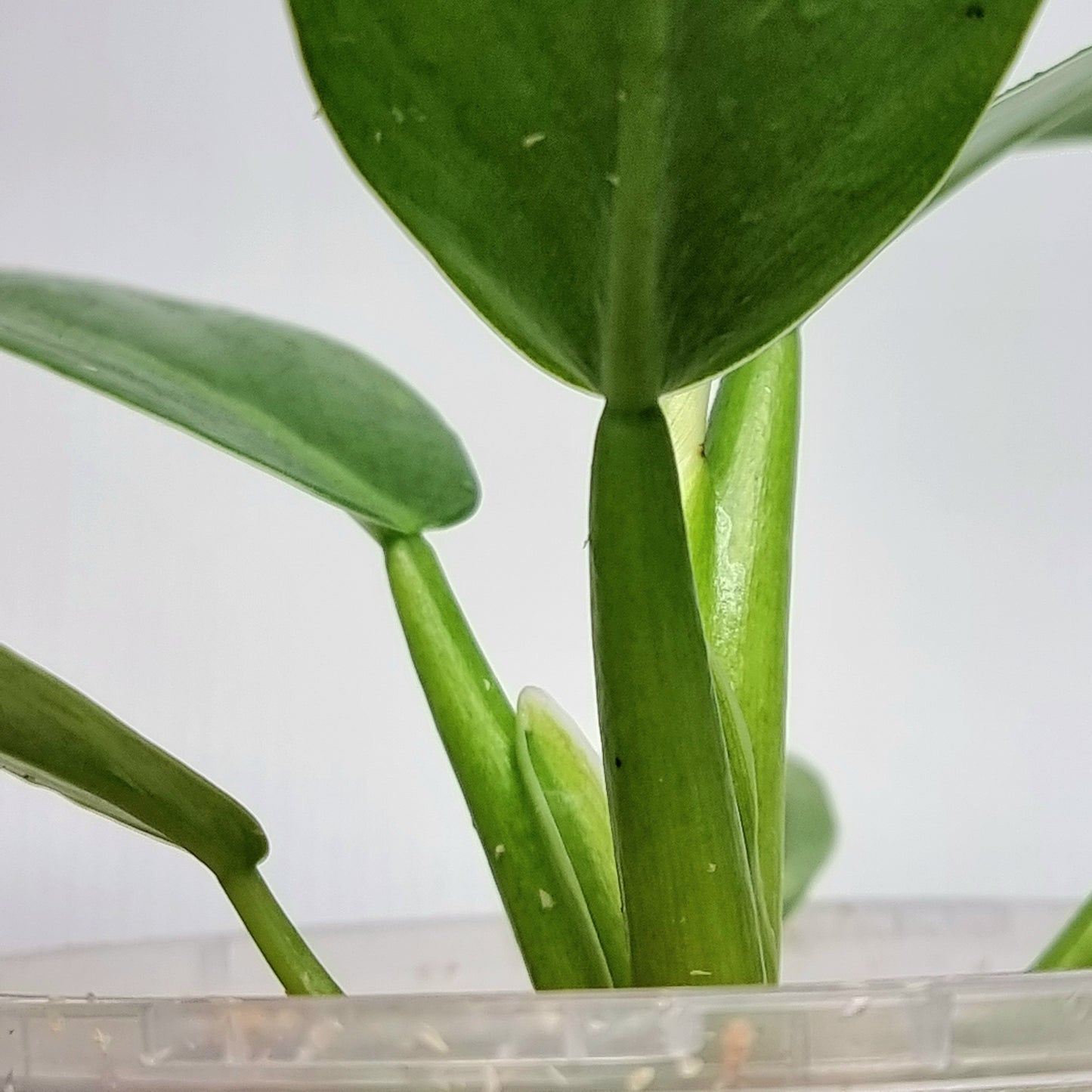 Philodendron Jose Buono x P. martianum