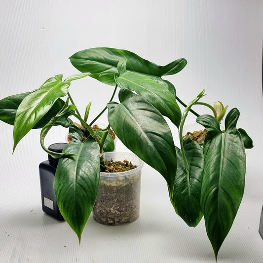 Philodendron angustilobum
