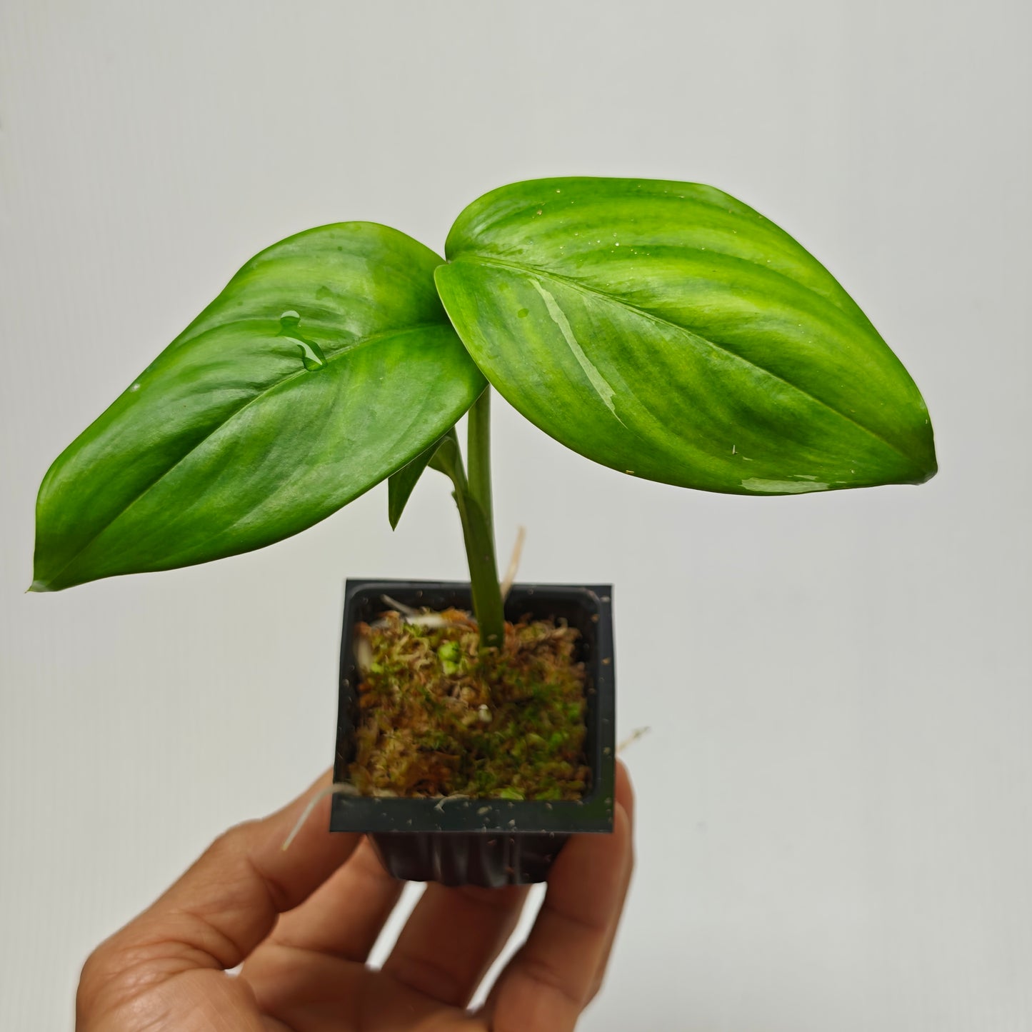 Scindapsus hederaceus Blue albo