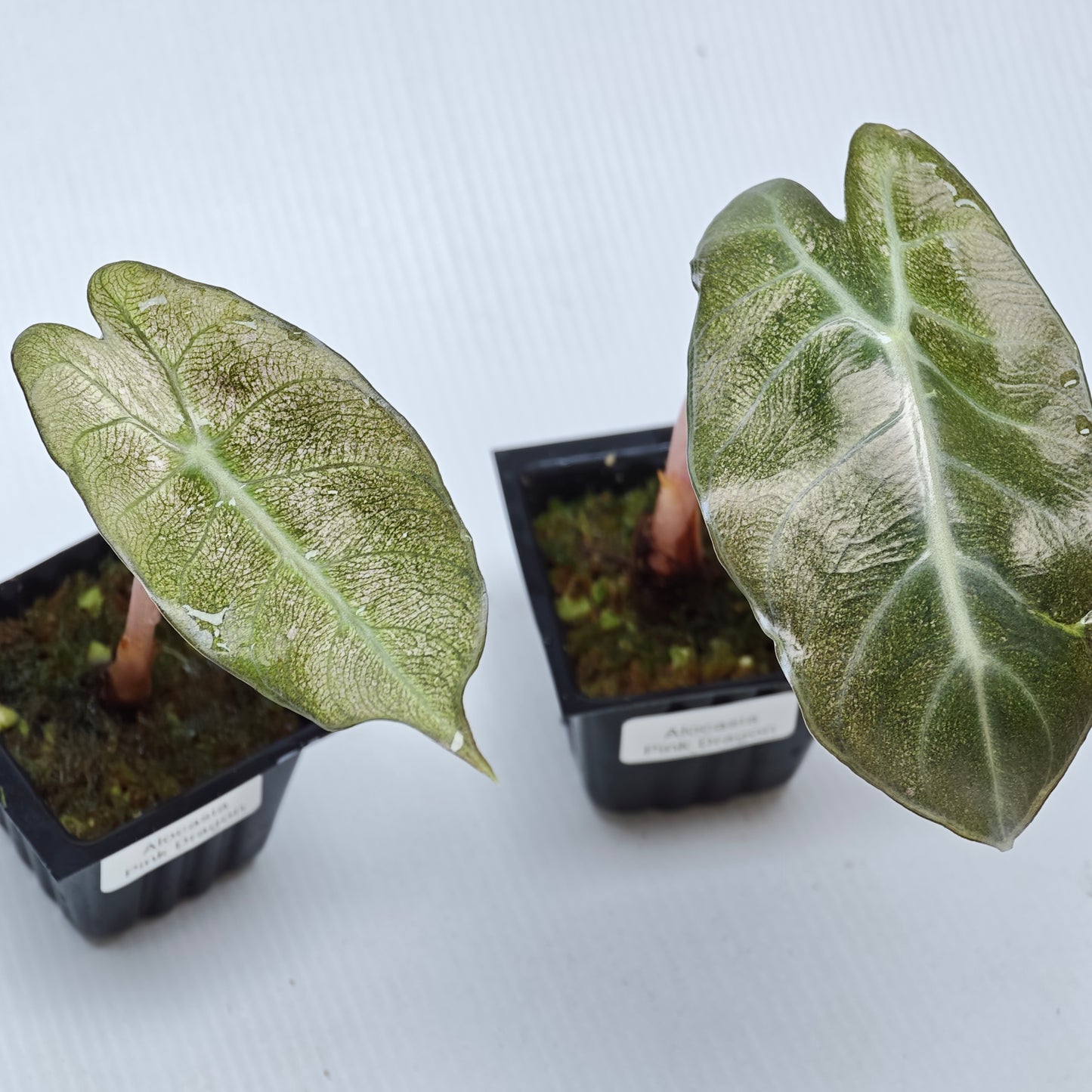 Alocasia Pink Dragon Mint Variegated