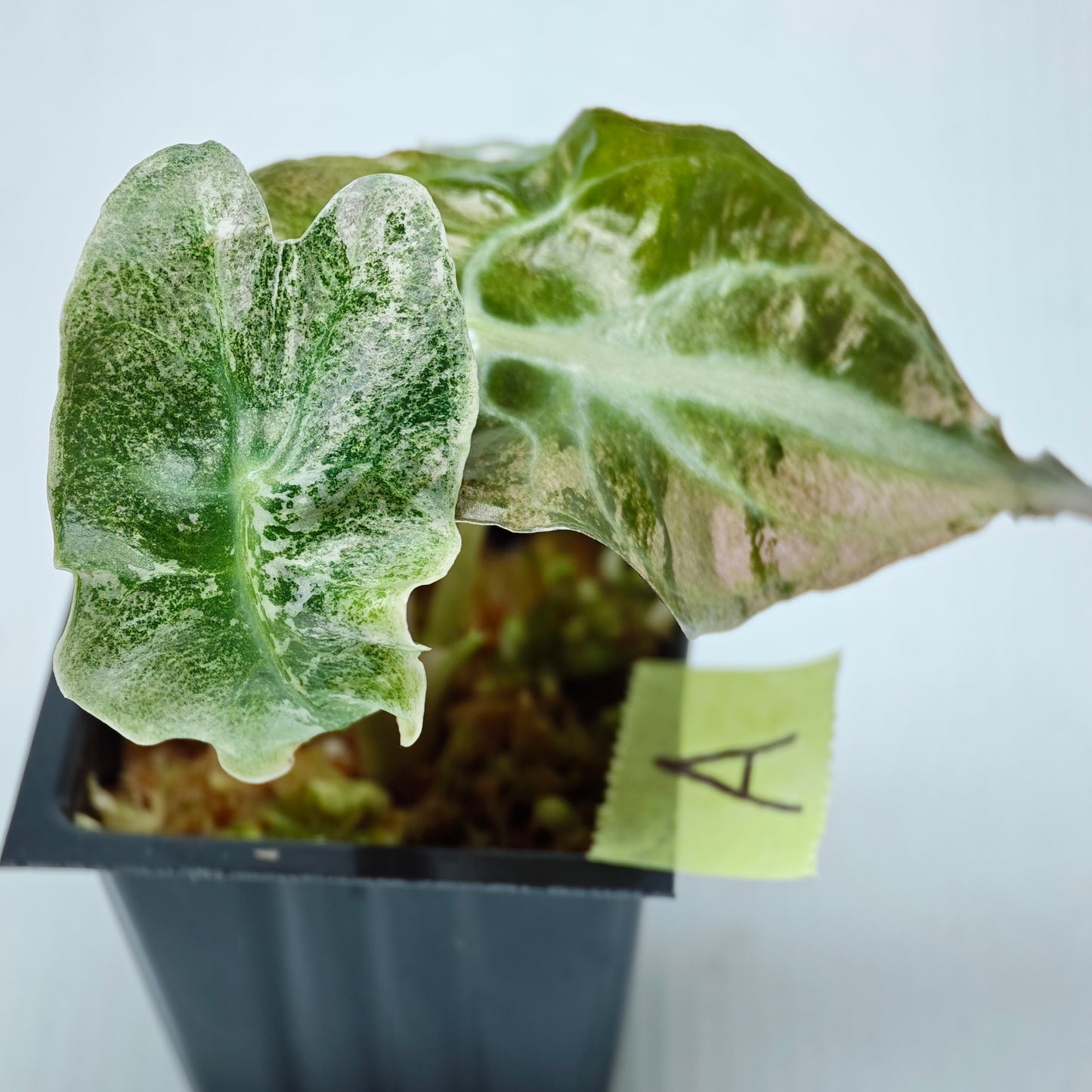 Alocasia Venom Pink Variegated