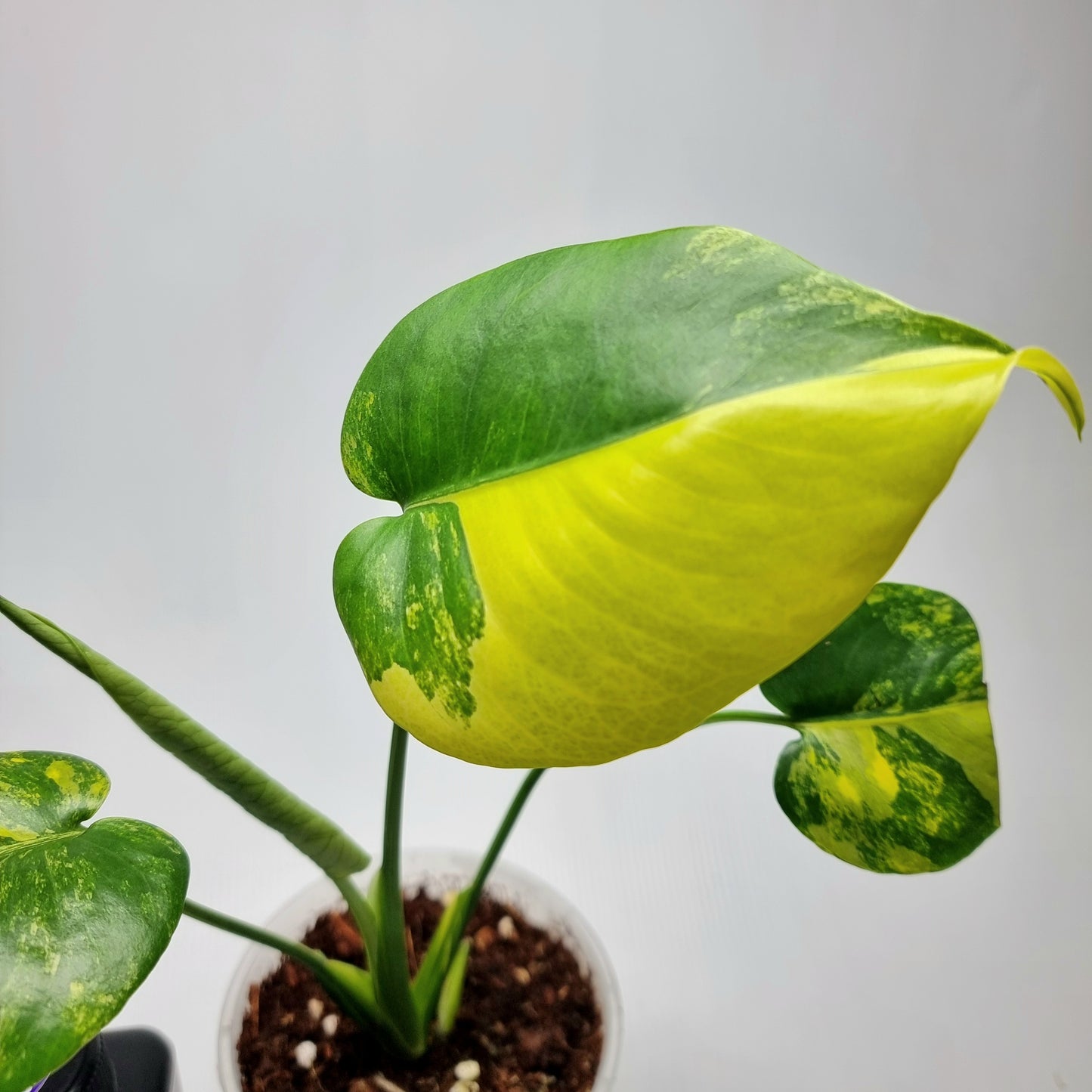 Monstera deliciosa Aurea (Large Form)