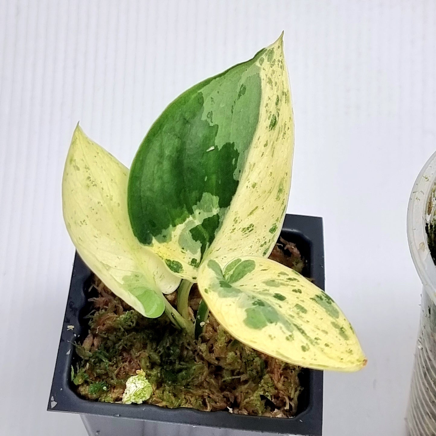 Scindapsus Jade Satin Silver White