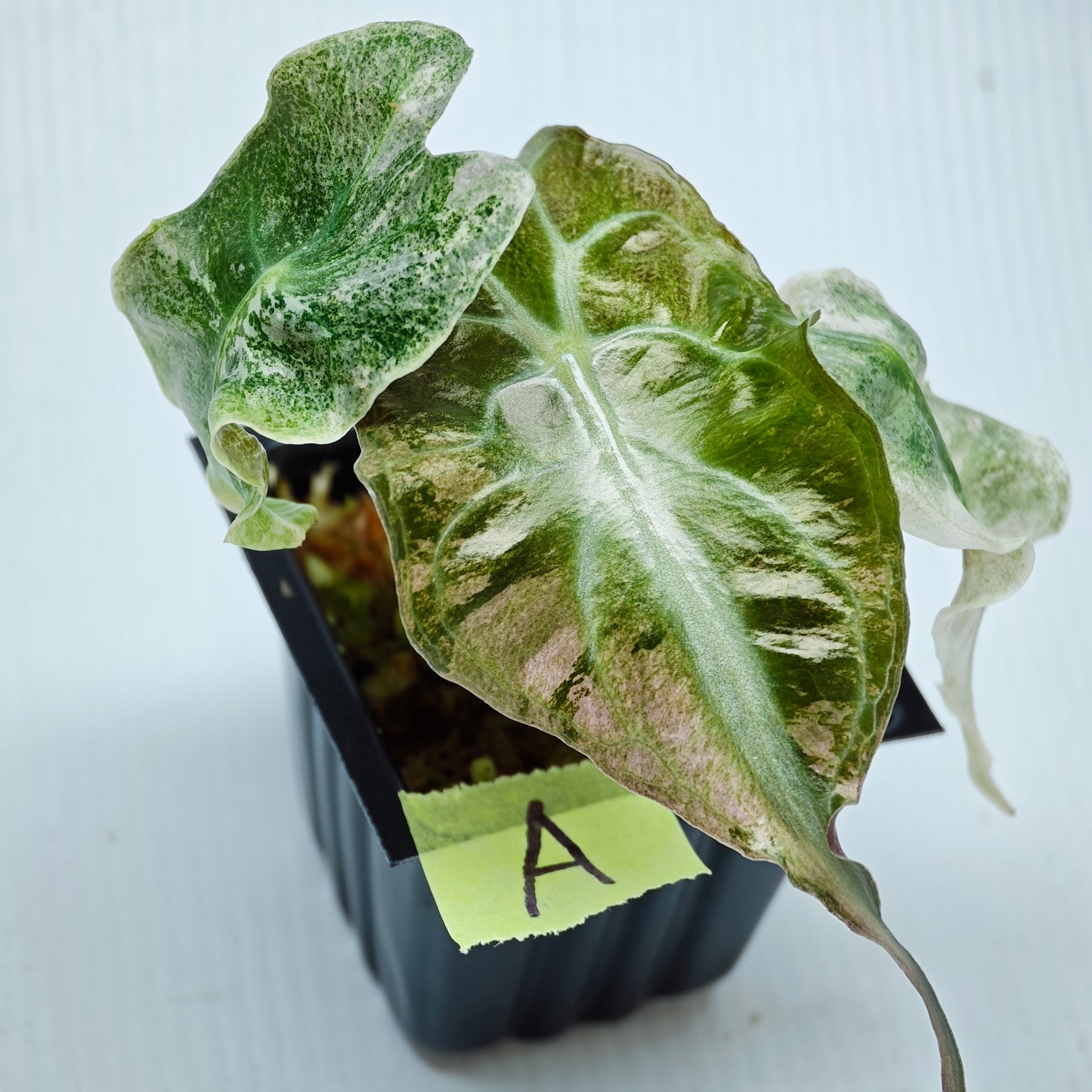 Alocasia Venom Pink Variegated