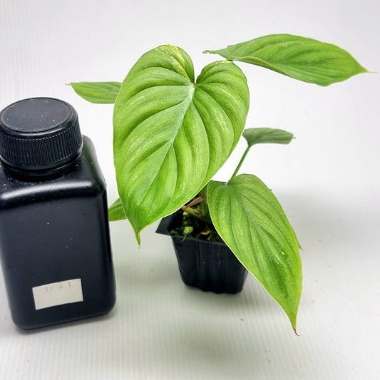 Philodendron plowmanii Variegated