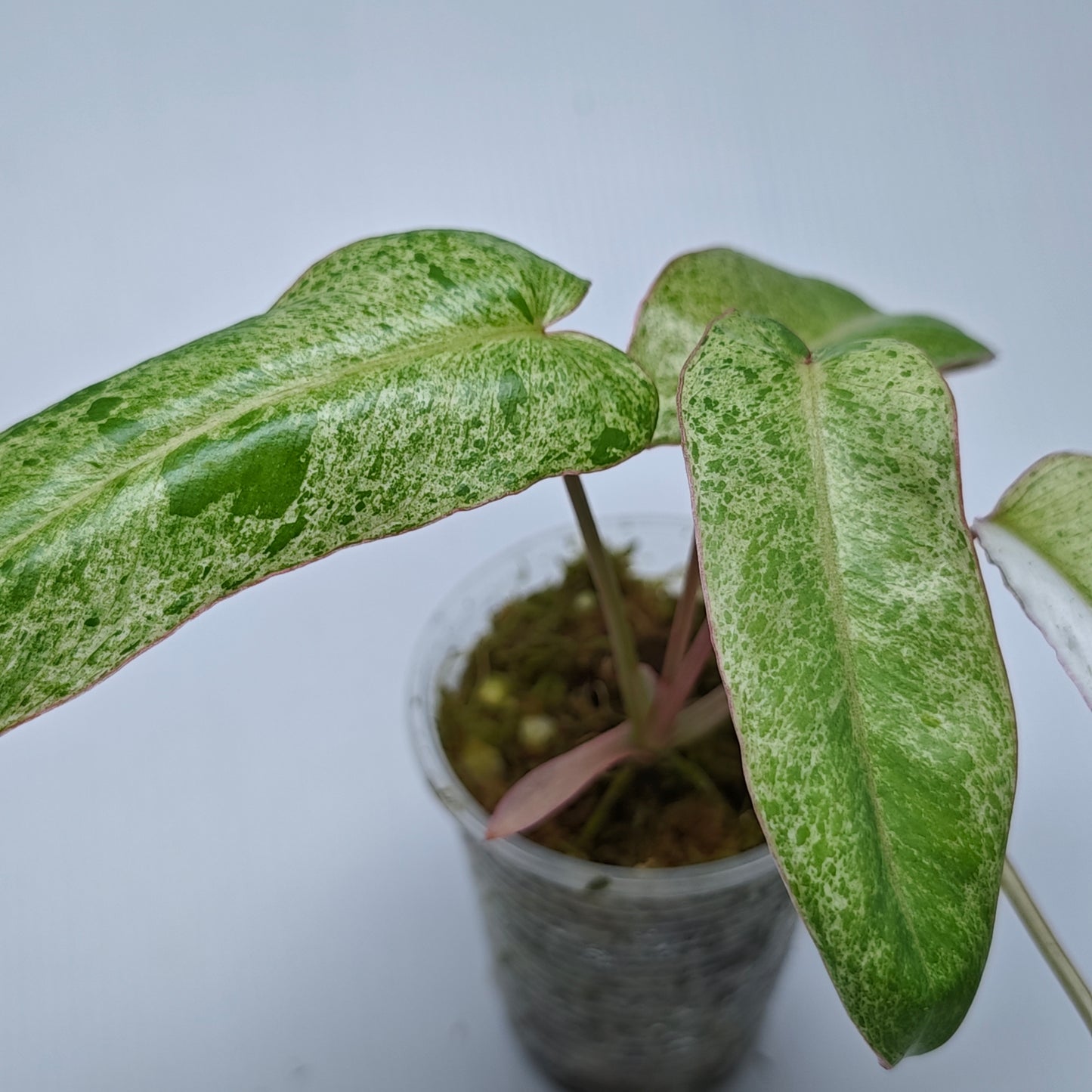 Philodendron Paraiso Verde Albo LOW Variegated