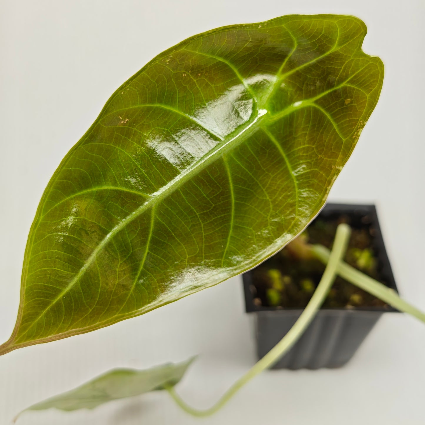Alocasia sedenii Aurea Reverted