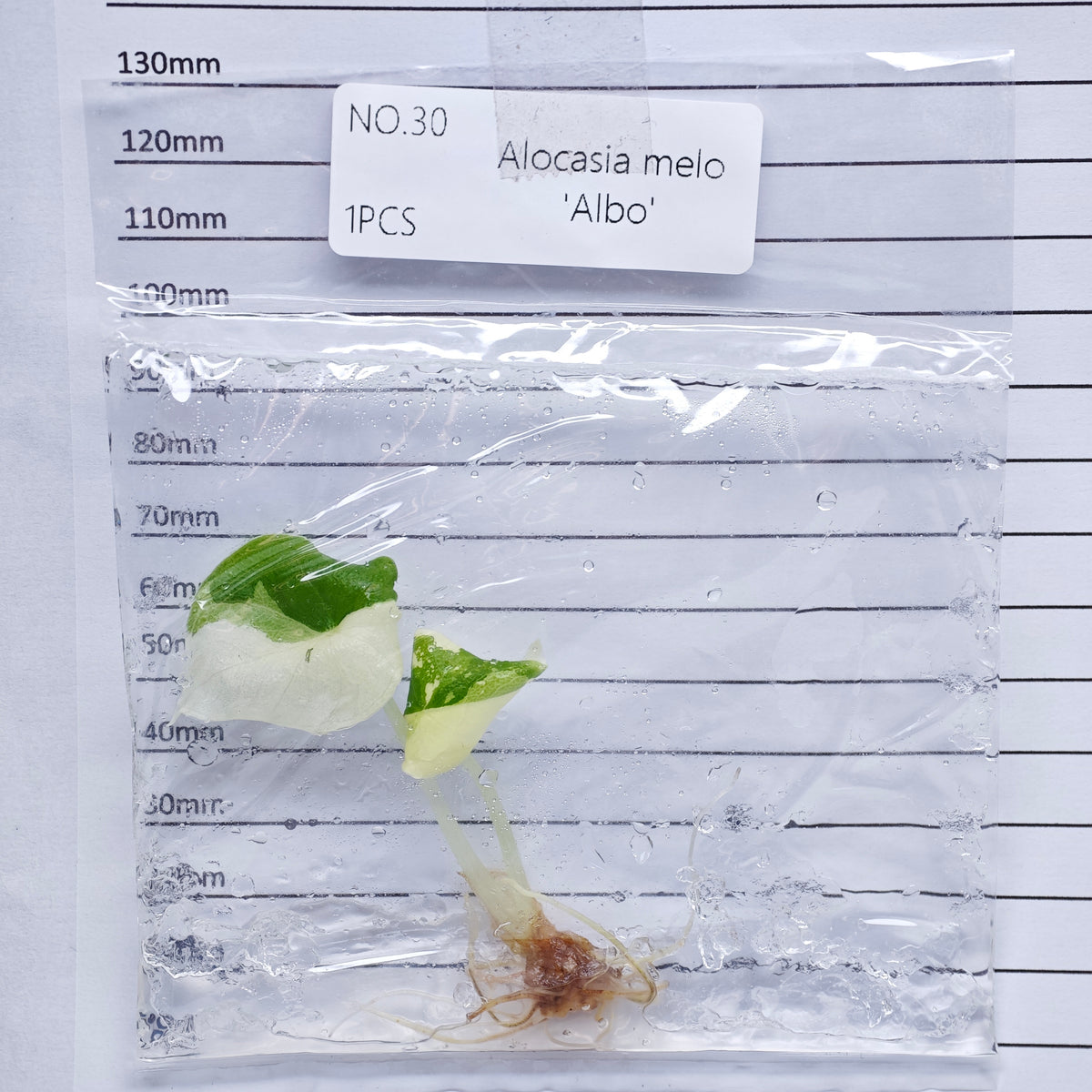 Alocasia melo Albo Variegated (1plant/bag) - Tissue culture