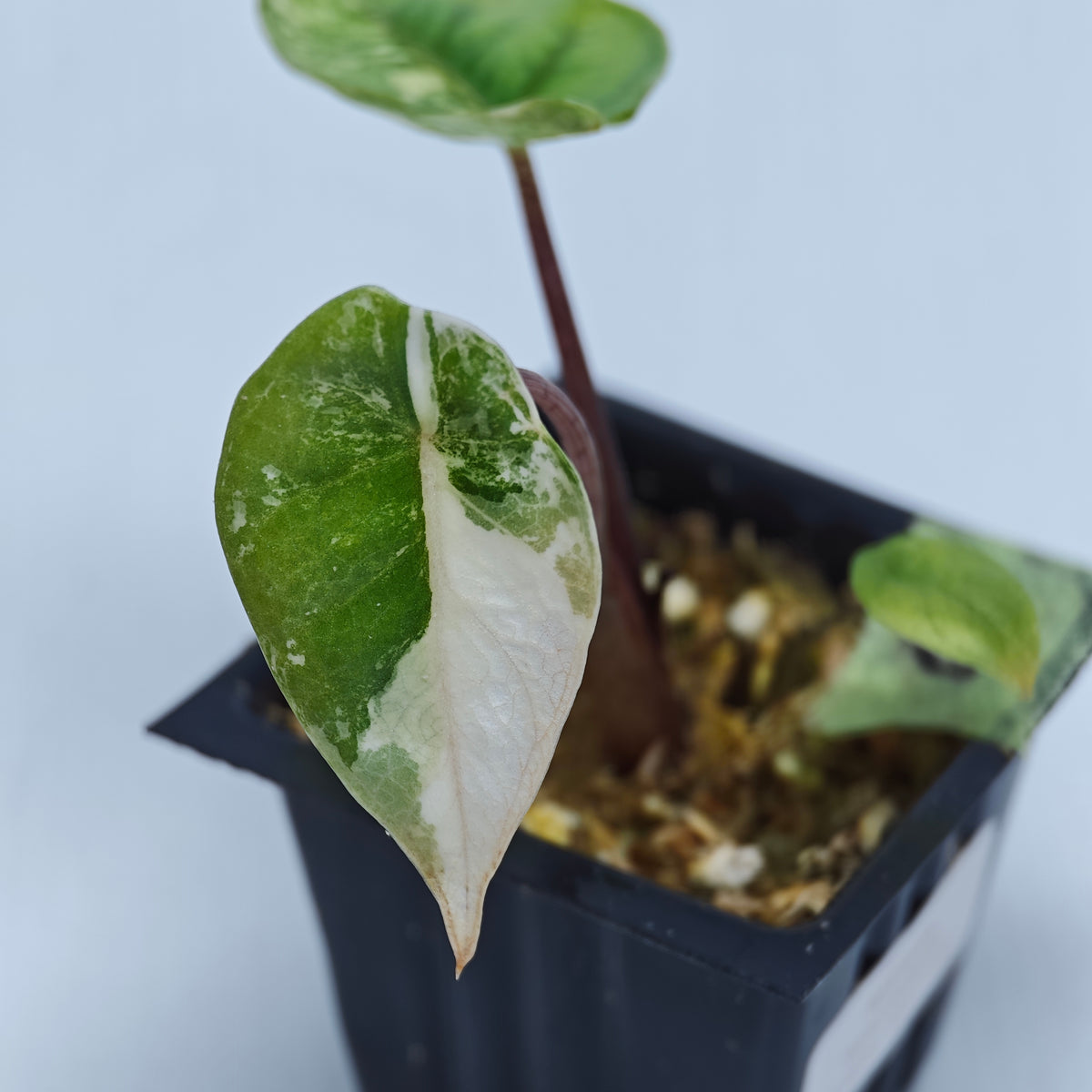 Alocasia Metallic Blue Albo Variegated