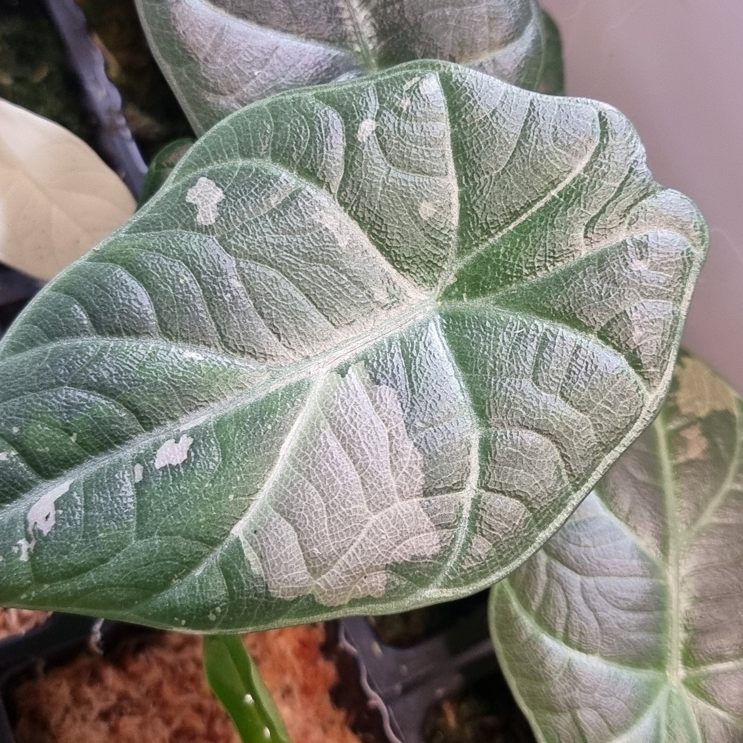 Alocasia Maharani Albo LOW Variegated