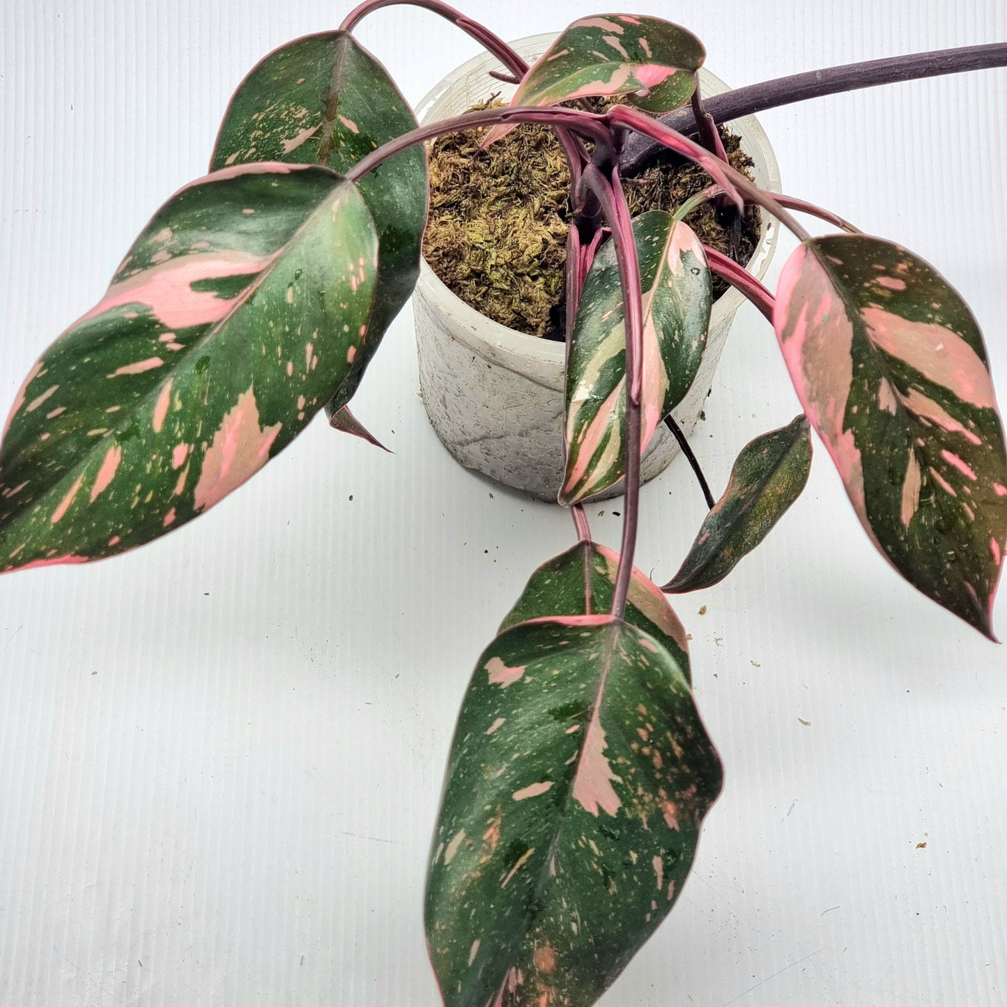 Philodendron pink princess