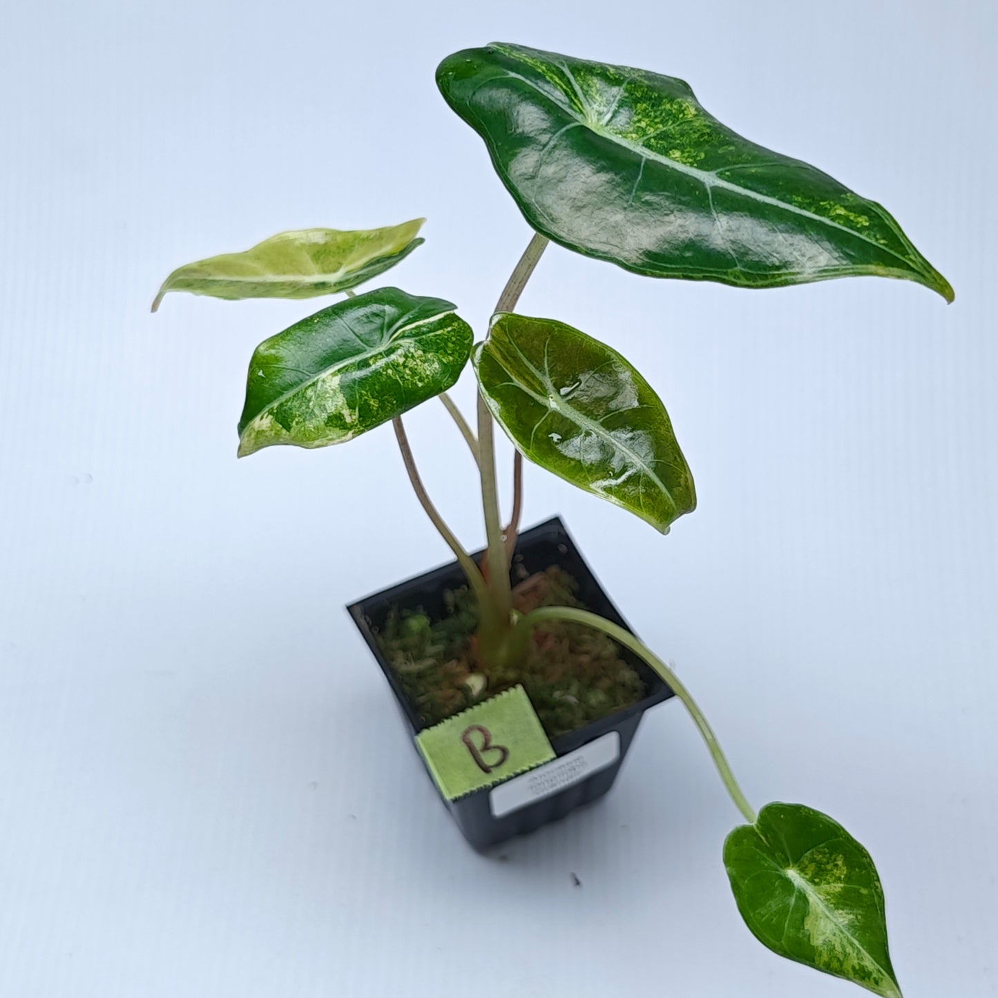 Alocasia longiloba Grandis Aurea Variegated